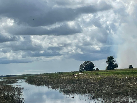 Grape Hammock Airboat & Alligator Tours-莱克威尔士必去景点