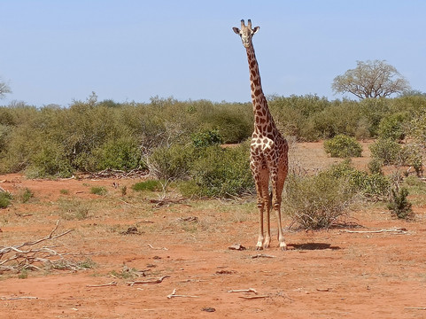 Kenya Safari Con Kassim Luigi-瓦塔木必去景点