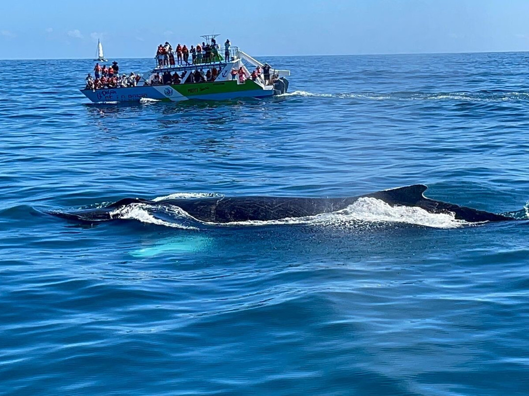 Peninsula Tours Las Terrenas-拉斯特拉纳斯必去景点