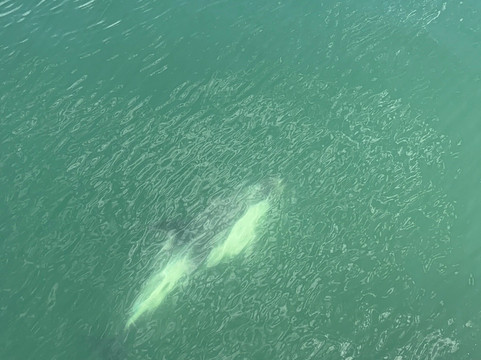 Turismo Cahuelche-Cisnes必去景点