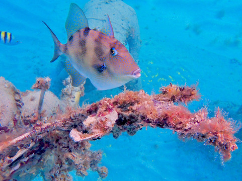 Under SXM-Little Bay必去景点