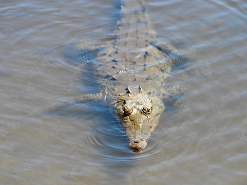 Crocodile Man Tour-哈科必去景点