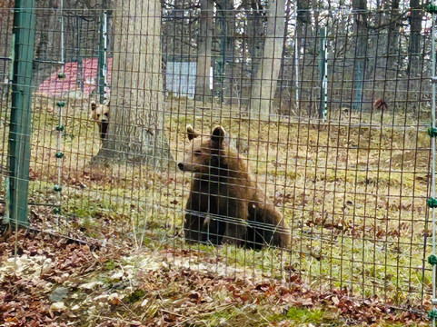 Libearty Bear Sanctuary Zarnesti-Zarnesti必去景点