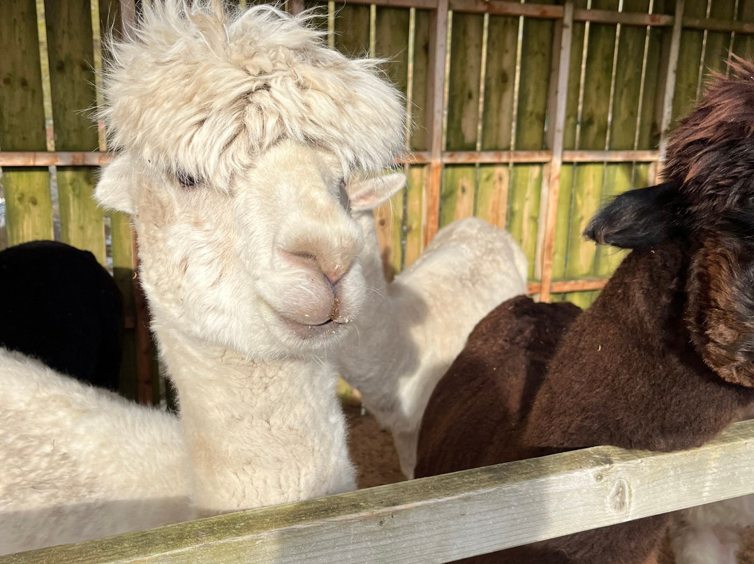 Cairngorm Alpacas-Newtonmore必去景点