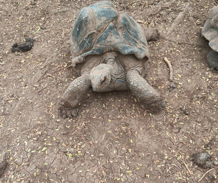 Francois Leguat Reserve-罗德里格斯岛必去景点