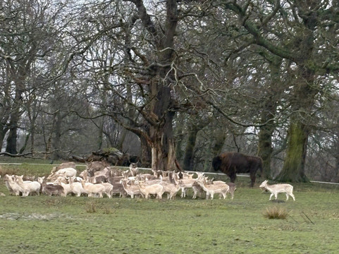 Knowsley Safari-Prescot必去景点