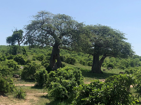 Duma Explorer-阿鲁沙必去景点