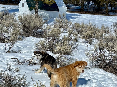 Yellowstone Dog Sled Adventures-西黄石镇必去景点
