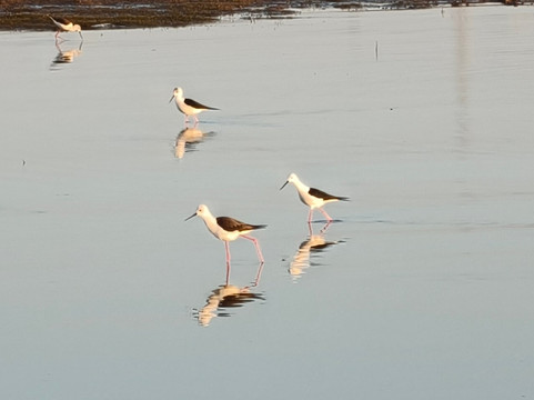 Bhigwan Bird Sanctuary-Baramati必去景点