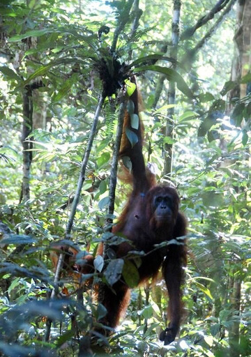 Sumatra Orangutan Tours-武吉拉旺必去景点