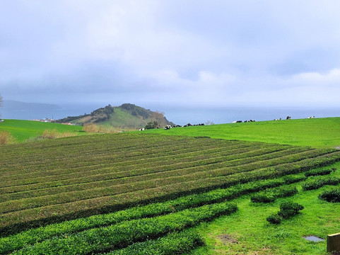 Plantações de Chá Gorreana-Maia必去景点