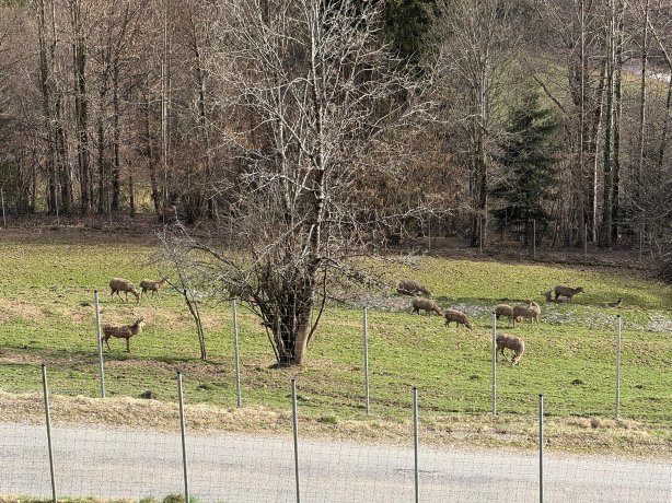 Mountain Crystal - 我在阿尔高的度假胜地-官方