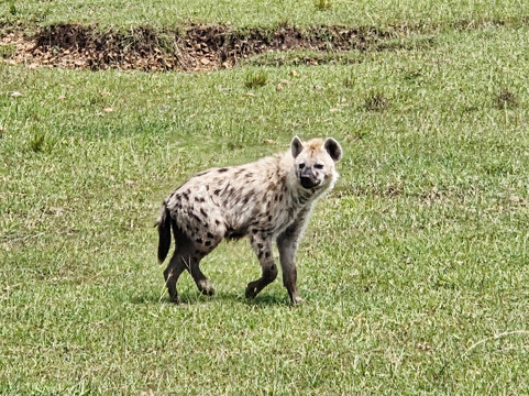 Morningstar Tours and Travel-Syokimau必去景点
