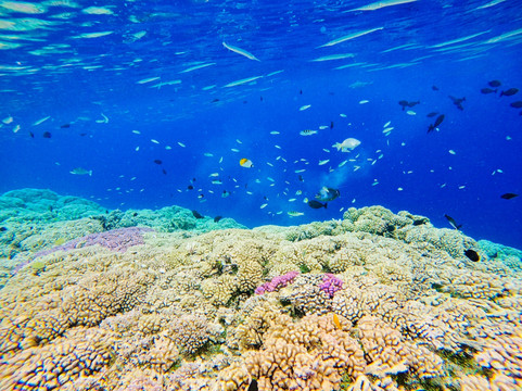 TOPDIVE Fakarava-Fakarava必去景点