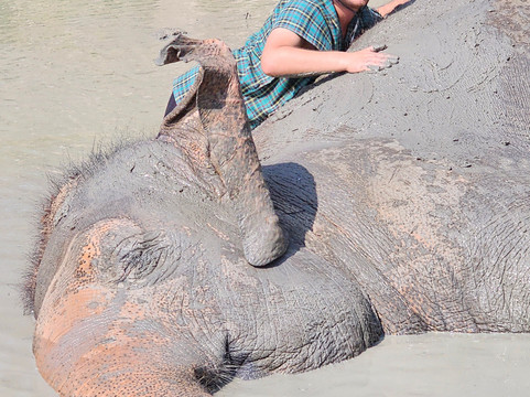 Maerim Elephant Sanctuary-夜林必去景点