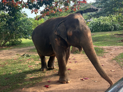 Samui Elephant Sanctuary-波普特必去景点