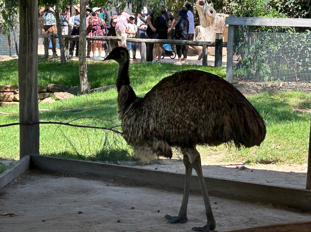 Sydney Zoo-布莱克敦必去景点