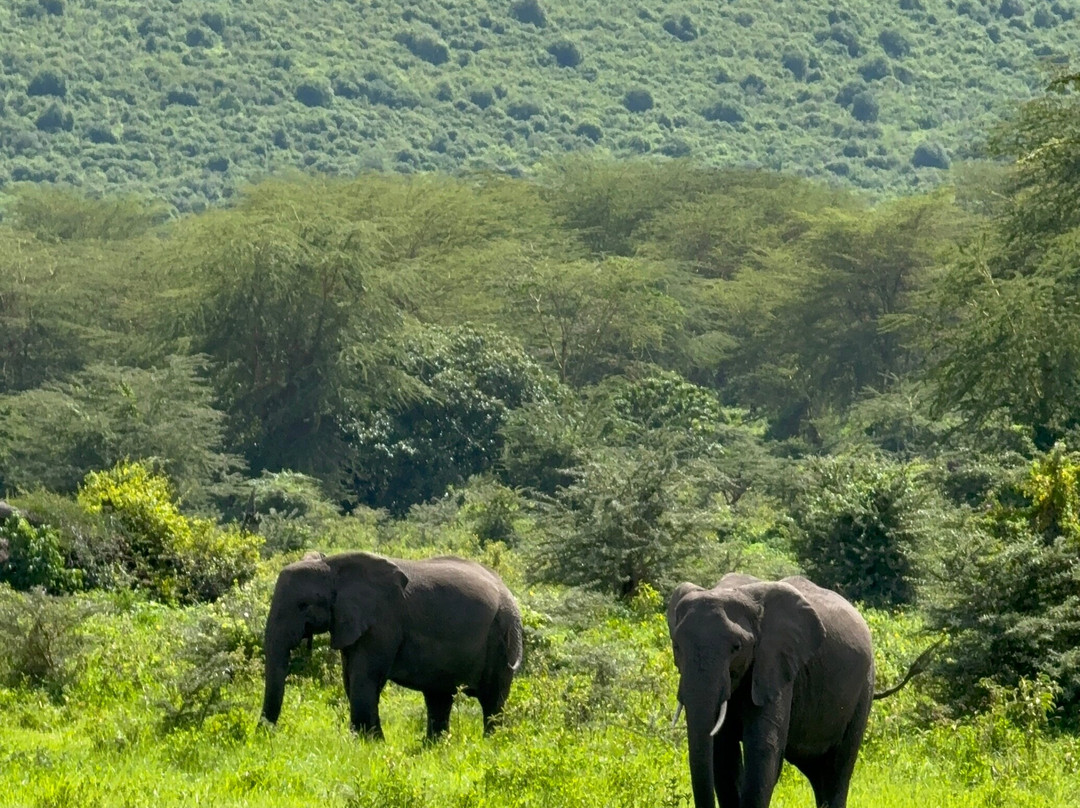 Dolphin Tours & Safaris Ltd-姆万扎必去景点