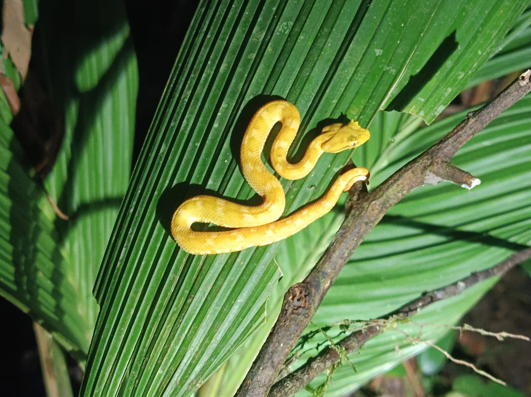Harpy Eagle Tortuguero-托图杰多必去景点