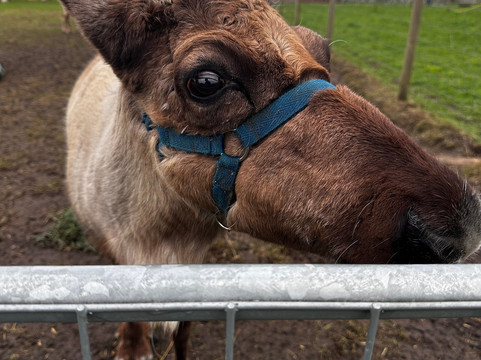 Willow Tree Family Farm-Shirebrook必去景点