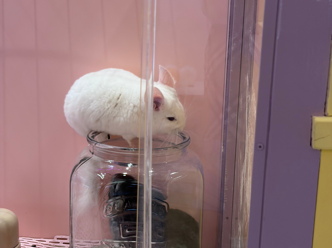 Harajuku Kawaii Land Kyun Kyun-涩谷区必去景点