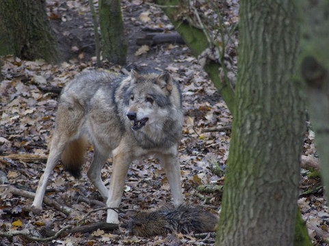 Wolfcenter Dörverden-Doerverden必去景点