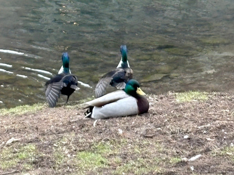 议会公园-萨拉托加温泉必去景点