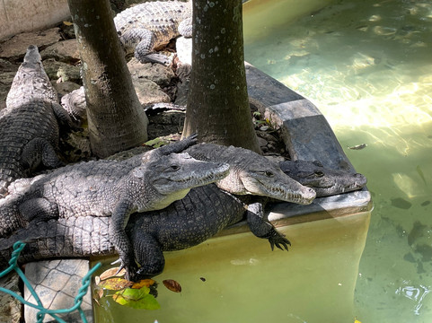 Croco Cun Zoo-从莫雷洛斯港必去景点