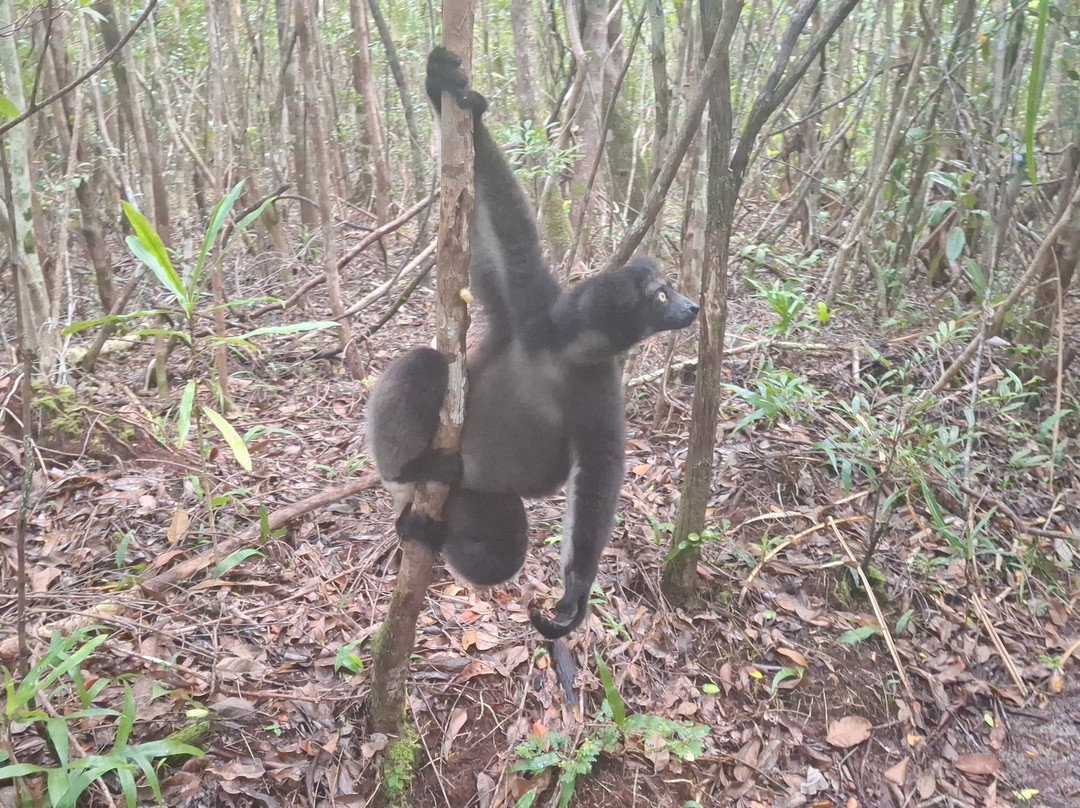 FANILO TOURS-Toamasina (Tamatave)必去景点