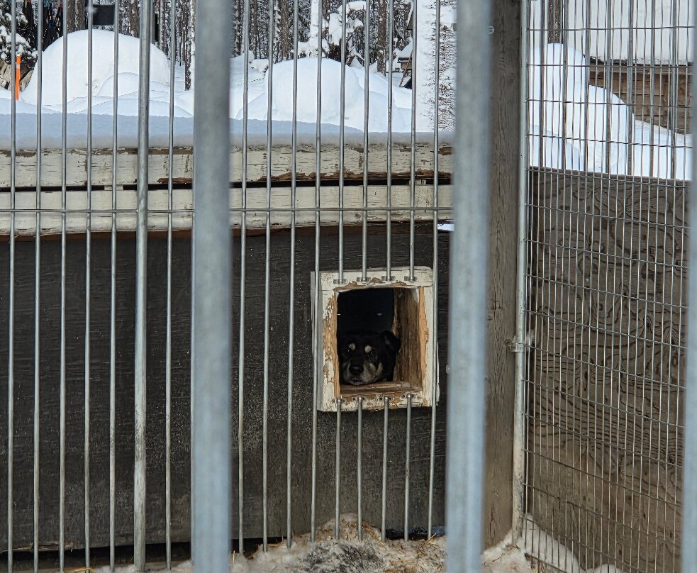 哈士奇雪橇之旅-罗瓦涅米必去景点