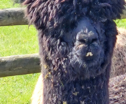 Woolly Experiences Therapy Farm-Mold必去景点