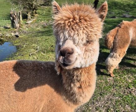 Woolly Experiences Therapy Farm-Mold必去景点