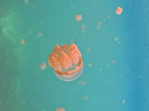 Kakaban Island-Pulau Kakaban必去景点