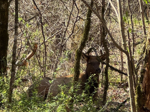 Oconaluftee Visitor Center-大雾山国家公园必去景点