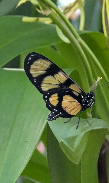 Boquete Bees and Butterflies-波魁特必去景点