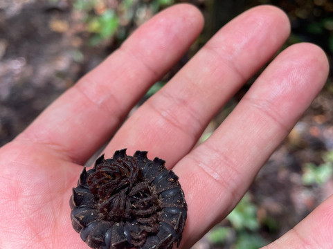 Expeditions George of the Jungle-莱蒂西亚必去景点