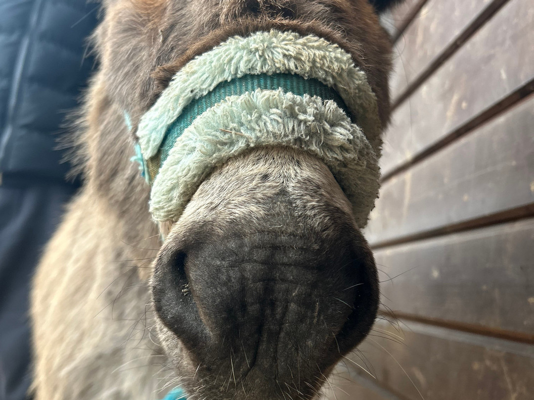 Lucky Tails Alpaca Farm-Atherstone必去景点