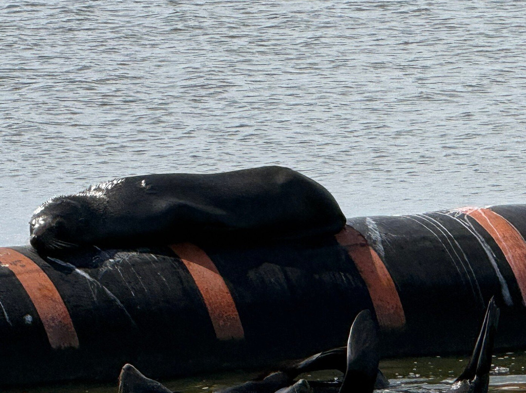 Spirit of the Coorong Cruises-Goolwa必去景点