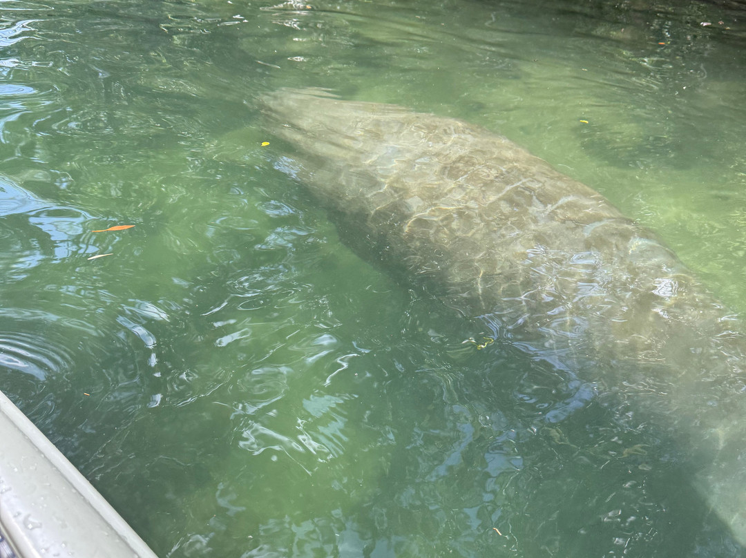 Weeki Wachee Kayaking-Weeki Wachee必去景点