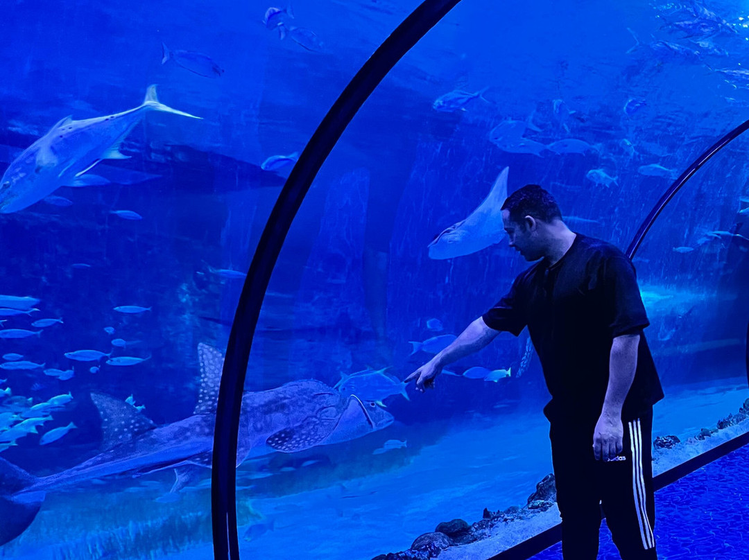 The National Aquarium Abu Dhabi-阿布扎比必去景点