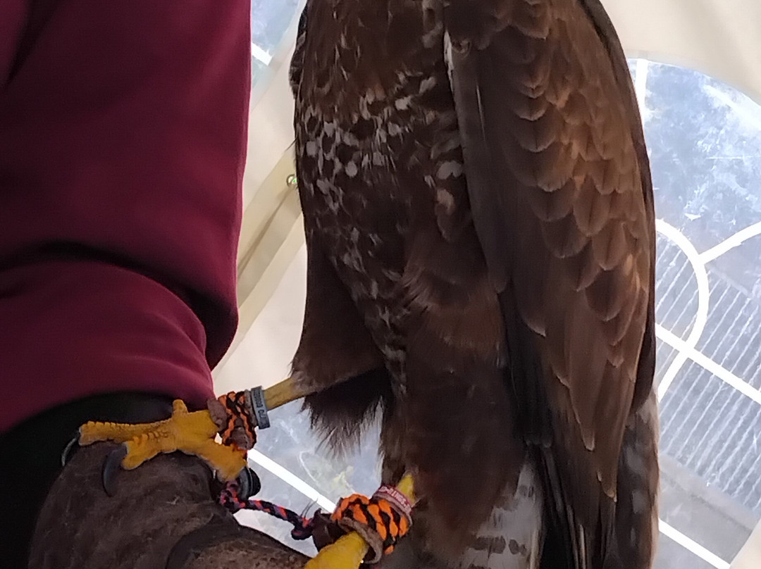 Wren's Birds Of Prey-Wotton-under-Edge必去景点