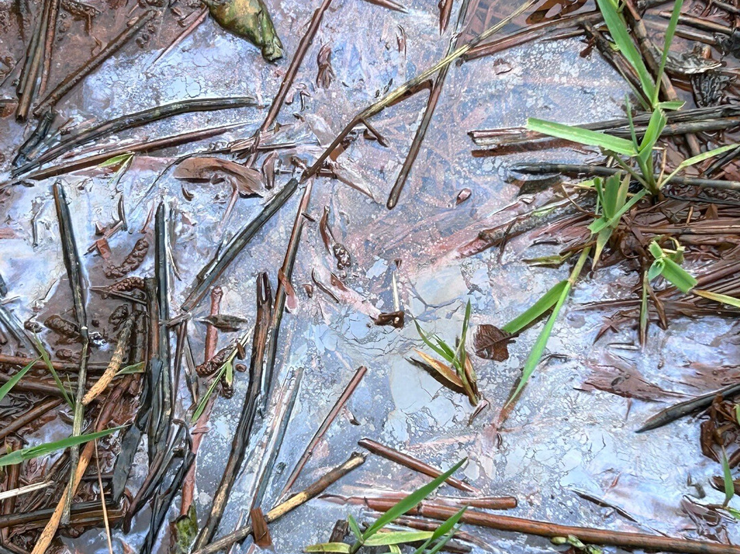 Eglinton Country Park-Irvine必去景点