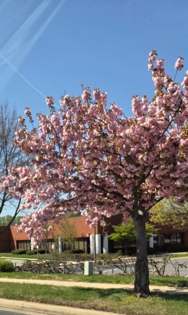 盖瑟斯堡万豪TownePlace酒店-旅行者