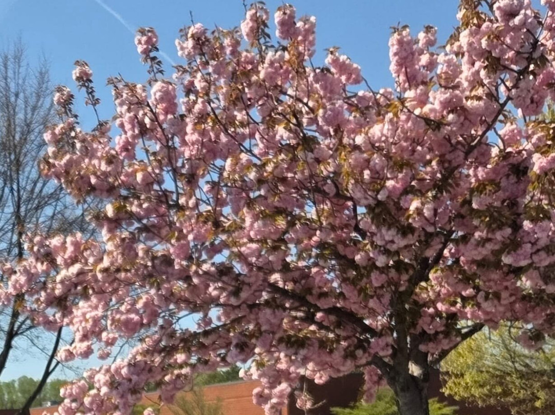 盖瑟斯堡万豪TownePlace酒店主图