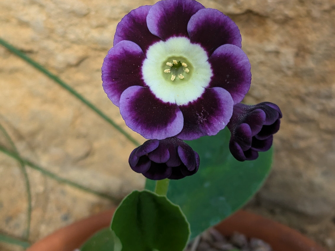 RHS Garden Wisley-Wisley必去景点