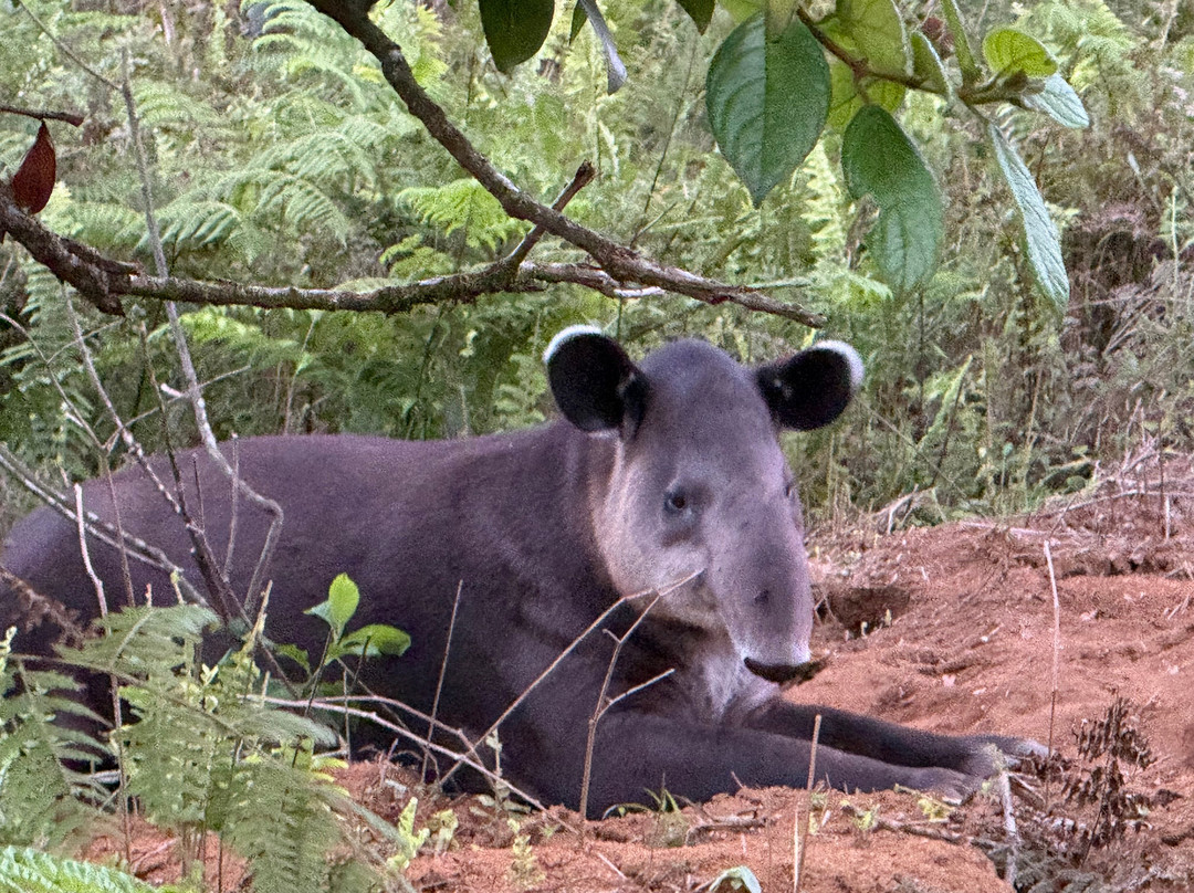 Bijagua Rainforest - Tours-Bijagua de Upala必去景点