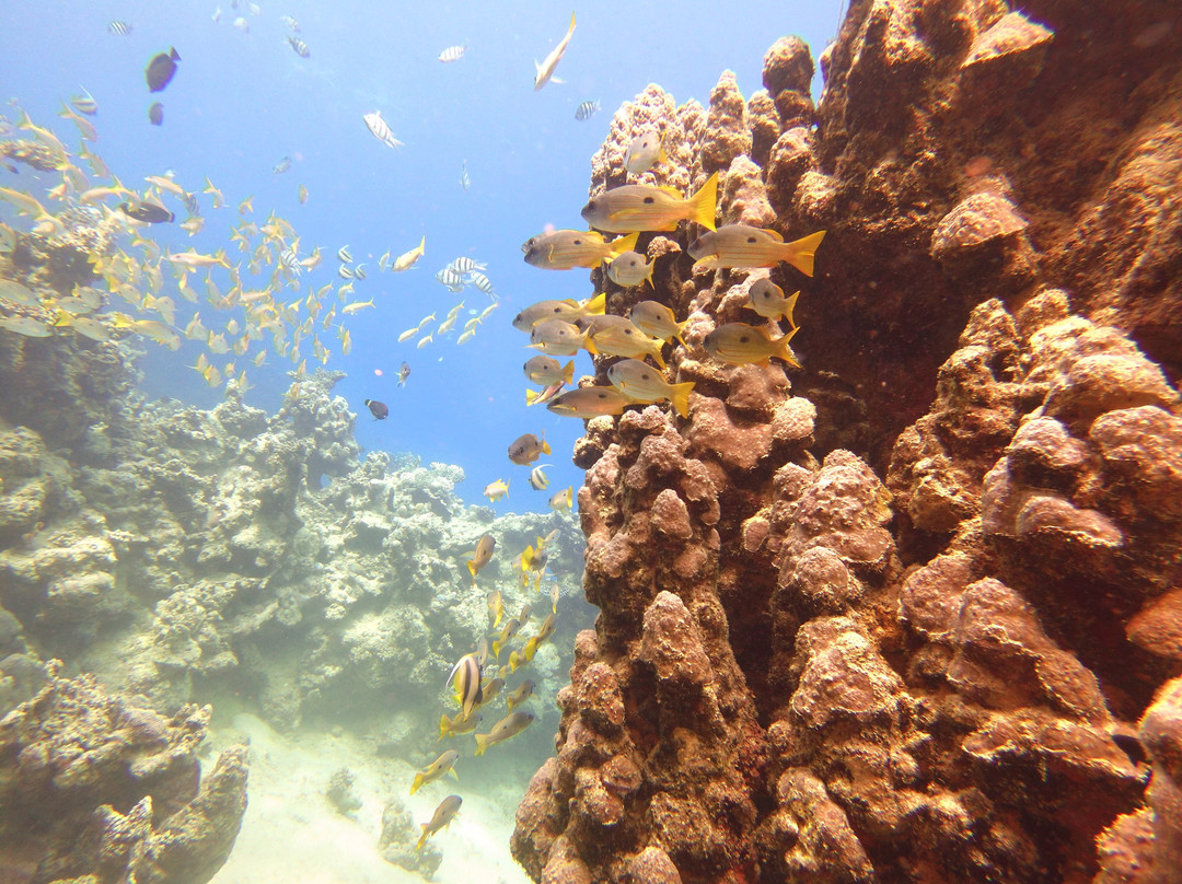 Coraya Divers Coraya Bay-马萨阿拉姆必去景点