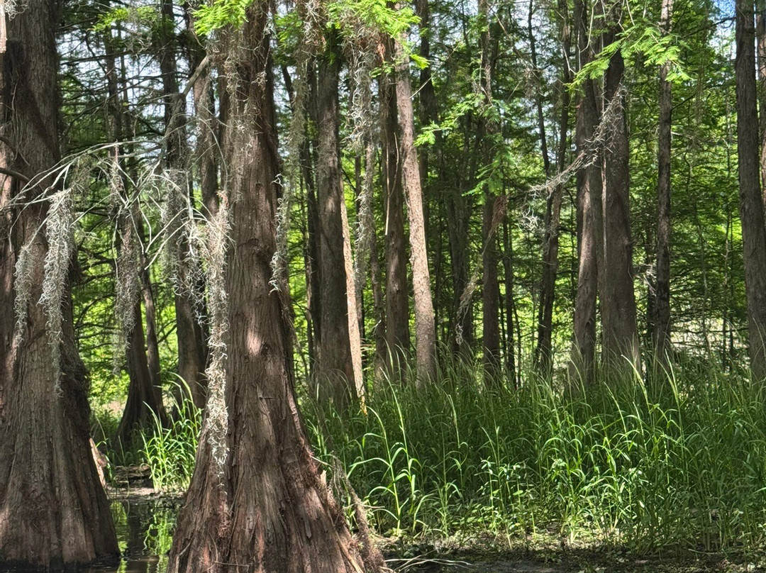 Cajun Country Swamp Tours-布里奥克斯桥必去景点