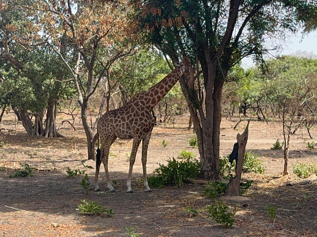 Fathala Wildlife Reserve-Dassilame Ba必去景点