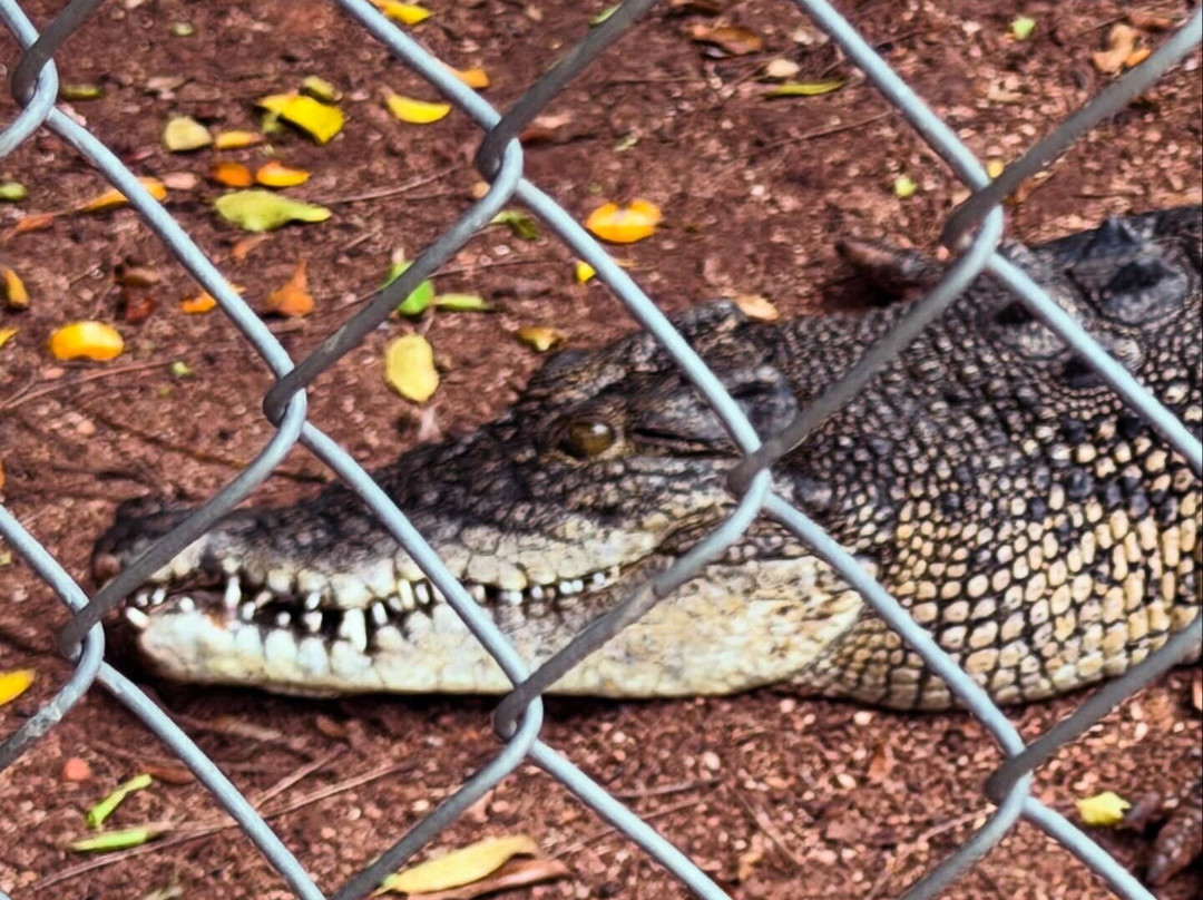 Malcolm Douglas Broome Crocodile Park-布鲁姆必去景点